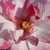 Rózsaszín - Virágágyi floribunda rózsa - Abigaile ®